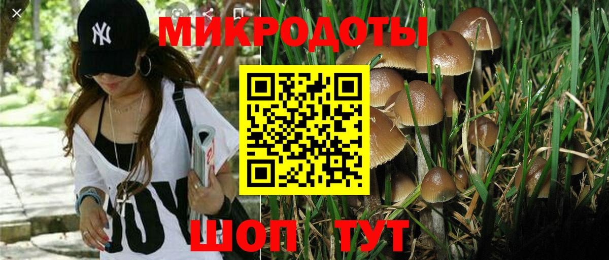 Псилоцибиновые грибы Psilocybe Киров